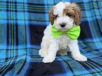 Dexter, a male Cavapoo and Poodle - Miniature  for sale in Lakeland, FL – 2 of 9