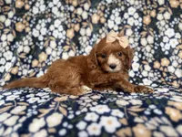 Miley, a female Cockapoo and Poodle - Miniature  for sale in Lakeland, FL – 7 of 8