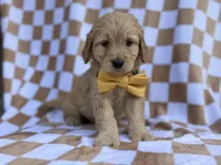 Benson, a male Goldendoodle and Golden Retriever for sale in Lakeland, FL – Photo 5 of 8