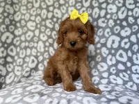 Molly, a female Cavapoo for sale in Lakeland, FL – 4 of 10
