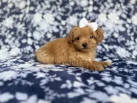 Fergi, a female Cockapoo and Poodle - Miniature  for sale in Lakeland, FL – 5 of 8