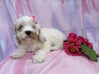 Flower, a female Cavapoo for sale in Lakeland, FL – Photo 6 of 9