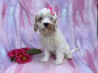 Flower, a female Cavapoo for sale in Lakeland, FL – Photo 2 of 9