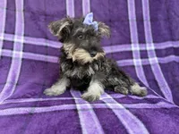 Puddles, a female Miniature Schnauzer for sale in Lakeland, FL – 2 of 9