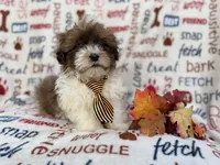 Travis, a male Shihpoo for sale in Lakeland, FL – Photo 9 of 9
