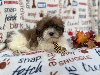 Travis, a male Shihpoo for sale in Lakeland, FL – Photo 6 of 9