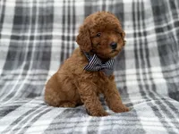Axel, a male Cavapoo and Poodle - Miniature  for sale in Lakeland, FL – 5 of 9