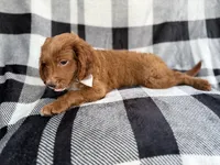 Royal, a male Cavapoo for sale in Lakeland, FL – 3 of 7