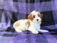 Sugar, a female Cavapoo for sale in Lakeland, FL – 7 of 8