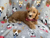 Chance, a male Cavapoo for sale in Lakeland, FL – 9 of 9