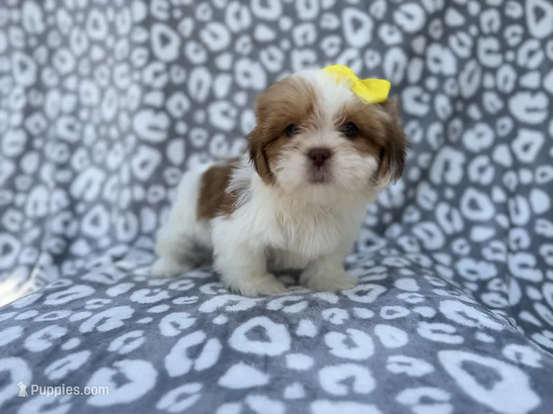 Grace – Lhasa Apso puppy for sale in Lakeland, FL