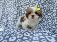 Grace, a female Lhasa Apso for sale in Lakeland, FL – 1 of 9