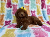 Buttons, a female Yorkipoo for sale in Lakeland, FL – 3 of 9