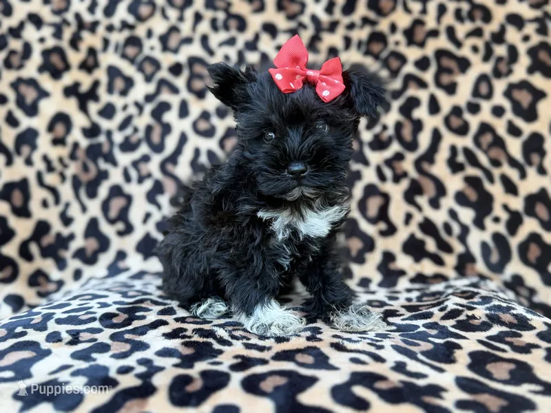 Zelda – Miniature Schnauzer puppy for sale in Lakeland, FL