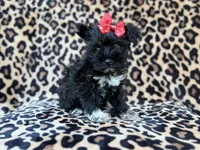 Zelda, a female Miniature Schnauzer for sale in Lakeland, FL – 1 of 10