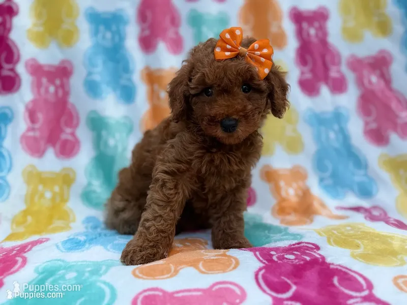 Ansley – Cavapoo, Poodle - Miniature  puppy for sale in Lakeland, FL