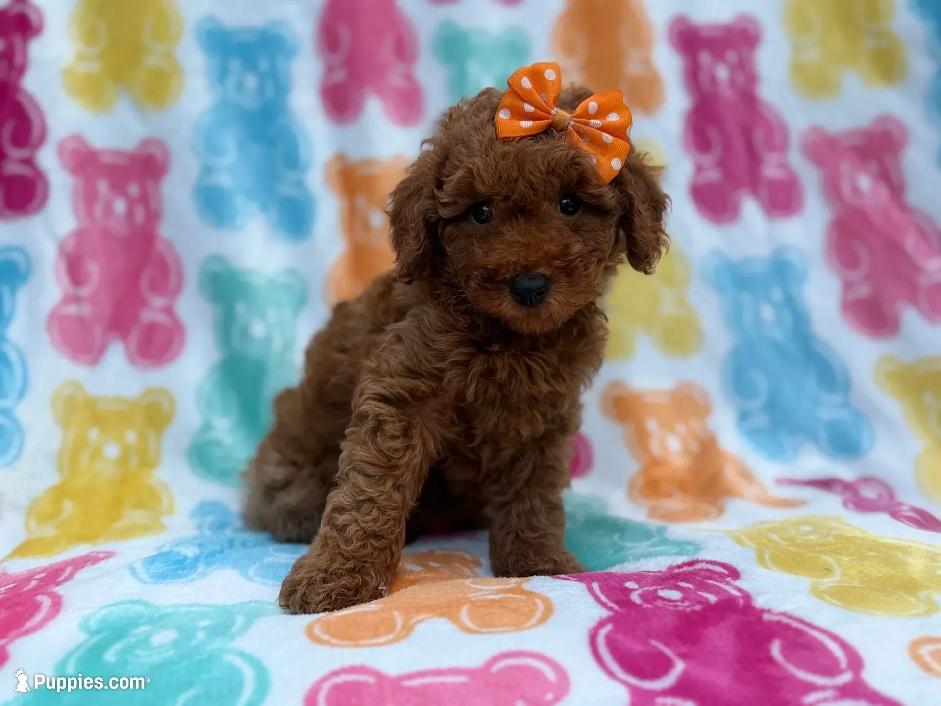 Ansley, a female Cavapoo and Poodle - Miniature  for sale in Lakeland, FL – 1 of 8