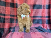 Samuel, a male Poodle - Miniature  for sale in Lakeland, FL – 4 of 9