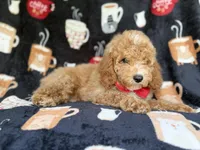 Wallace, a male Cockapoo for sale in Lakeland, FL – 5 of 8