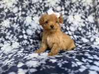 Fergi, a female Cockapoo and Poodle - Miniature  for sale in Lakeland, FL – 5 of 8