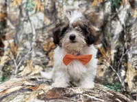 Dagger, a male Shihpoo for sale in Lakeland, FL – 3 of 10