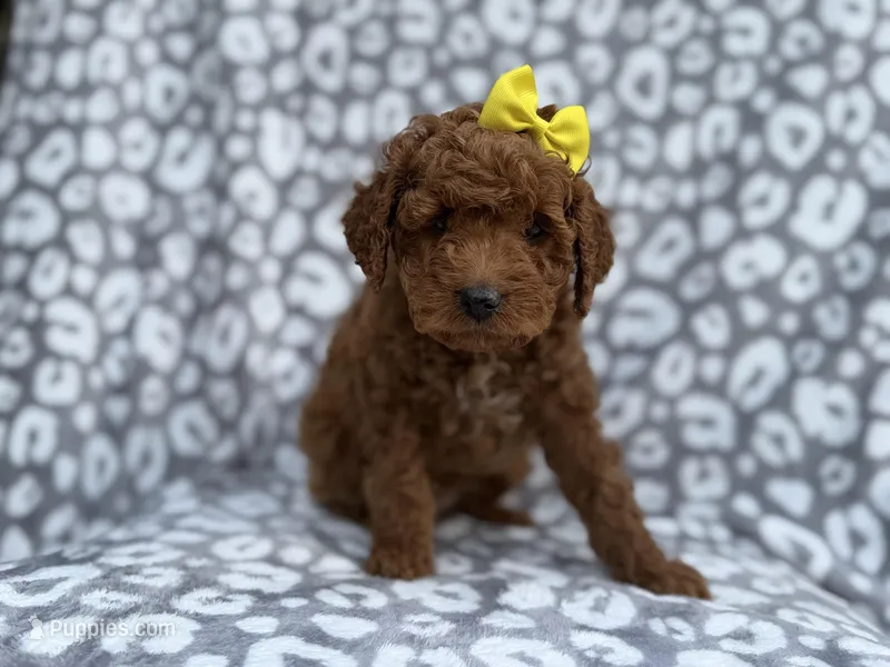 Bailey – Cockapoo, Poodle - Miniature  puppy for sale in Lakeland, FL