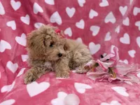 Pepper, a female Poochon for sale in Lakeland, FL – Photo 7 of 8