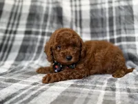 Snickers, a male Miniature Goldendoodle for sale in Lakeland, FL – 5 of 9