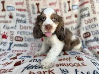 Tripp, a male Cocker Spaniel for sale in Lakeland, FL – 3 of 7