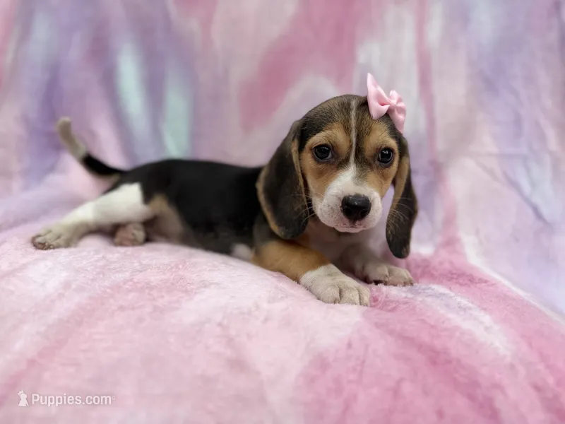 Piglet – Beagle puppy for sale in Lakeland, FL