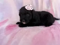 Daisy, a female Miniature Aussiedoodle for sale in Lakeland, FL – 5 of 7
