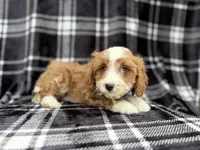 Mosely, a male Cavalier King Charles Spaniel and Poodle - Miniature  for sale in Lakeland, FL – Photo 6 of 8