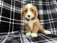 Mosely, a male Cavalier King Charles Spaniel and Poodle - Miniature  for sale in Lakeland, FL – Photo 5 of 8