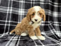 Mosely, a male Cavalier King Charles Spaniel and Poodle - Miniature  for sale in Lakeland, FL – Photo 7 of 8