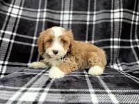 Mosely, a male Cavalier King Charles Spaniel and Poodle - Miniature  for sale in Lakeland, FL – Photo 3 of 8