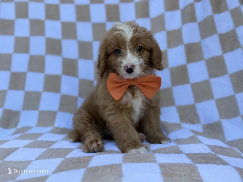 Larry – Goldendoodle, Poodle - Miniature  puppy for sale in Lakeland, FL
