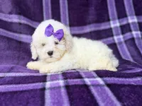 Hope, a female Bichpoo for sale in Lakeland, FL – 4 of 8