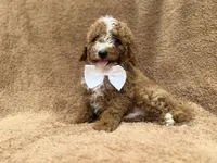 Lane, a male Goldendoodle and Poodle - Miniature  for sale in Lakeland, FL – 10 of 10