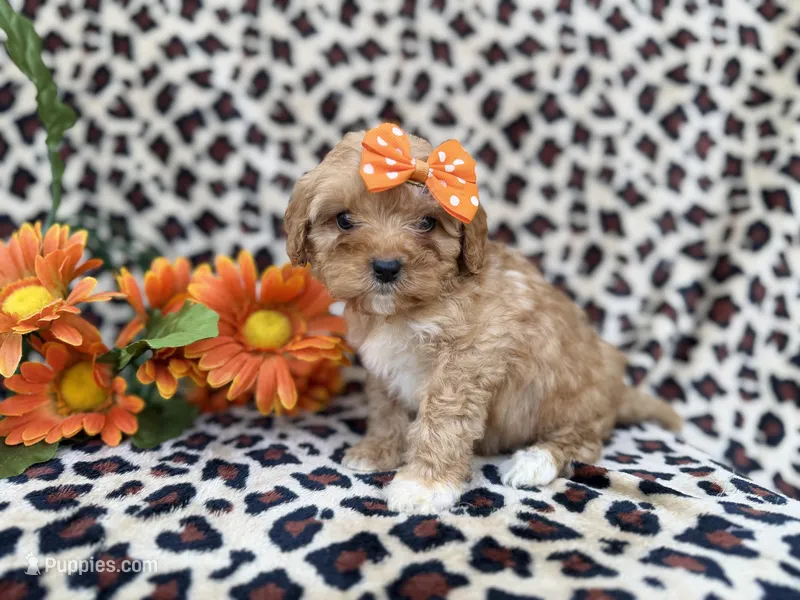 Sissy, a female Cavapoo and Poodle - Miniature  for sale in Lakeland, FL – Photo 1 of 8