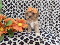 Sissy, a female Cavapoo and Poodle - Miniature  for sale in Lakeland, FL – Photo 5 of 8