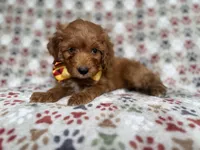 Marcus, a male Cockapoo and Poodle - Miniature  for sale in Lakeland, FL – 4 of 7