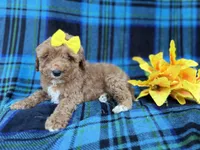 Millie, a female Cavapoo and Poodle - Miniature  for sale in Lakeland, FL – Photo 7 of 9