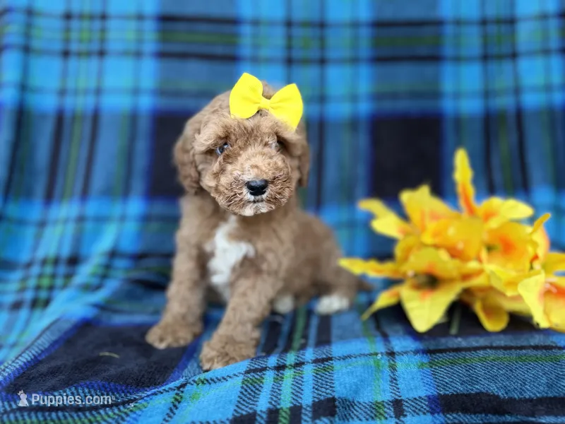 Millie, a female Cavapoo and Poodle - Miniature  for sale in Lakeland, FL – Photo 1 of 9
