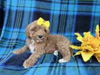 Millie, a female Cavapoo and Poodle - Miniature  for sale in Lakeland, FL – Photo 9 of 9