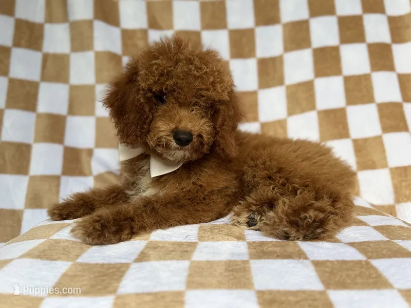 Paxton – Cockapoo puppy for sale in Lakeland, FL