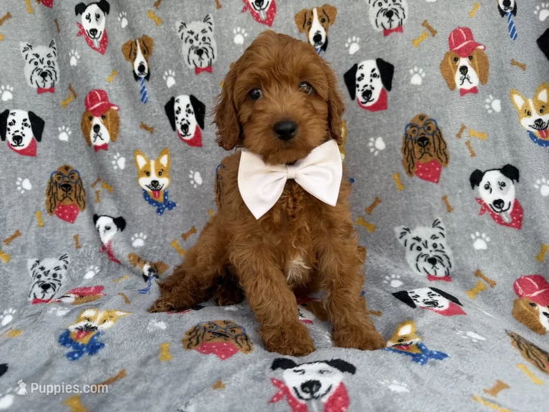 Bear – Cavapoo puppy for sale in Lakeland, FL