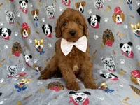 Bear, a male Cavapoo for sale in Lakeland, FL – 4 of 7