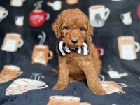 Maverick, a male Cockapoo and Poodle - Miniature  for sale in Lakeland, FL – 2 of 8
