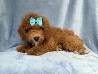 Peaches, a female Cockapoo for sale in Lakeland, FL – 2 of 10