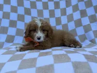 Larry, a male Goldendoodle and Poodle - Miniature  for sale in Lakeland, FL – 5 of 8